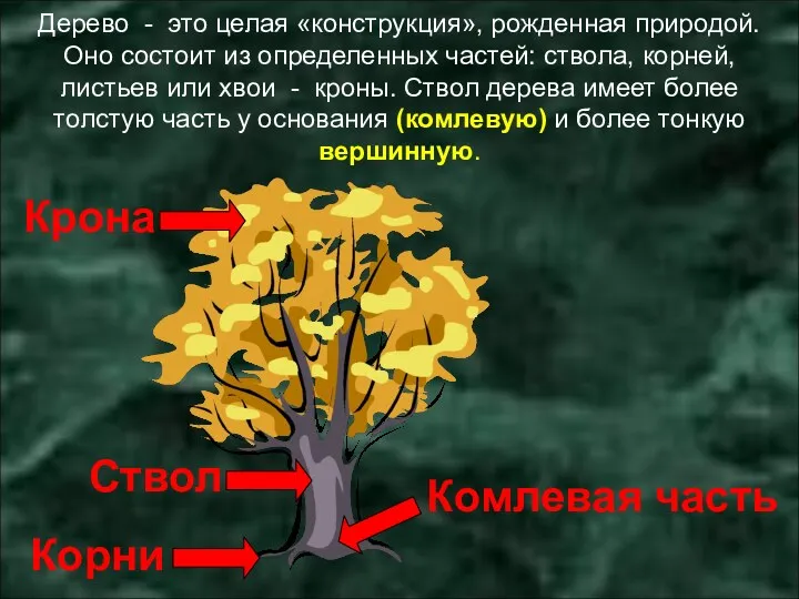 Дерево - это целая «конструкция», рожденная природой. Оно состоит из