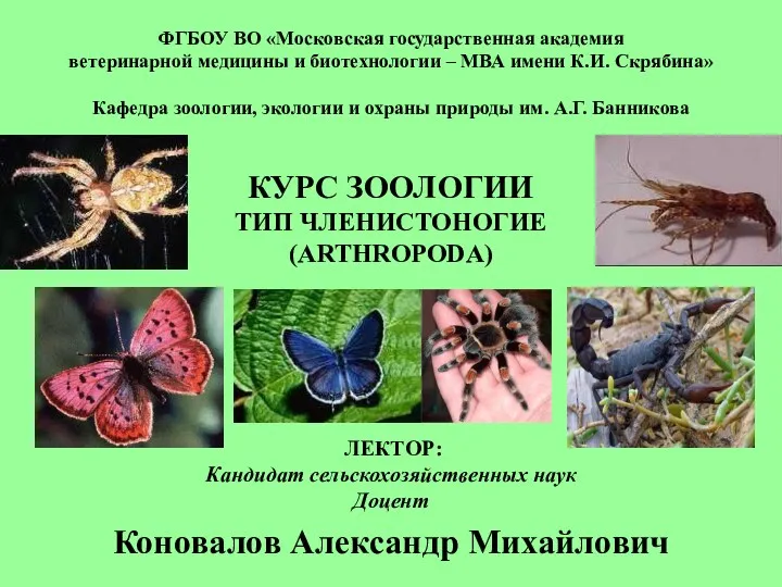 Тип Членистоногие (Arthropoda)