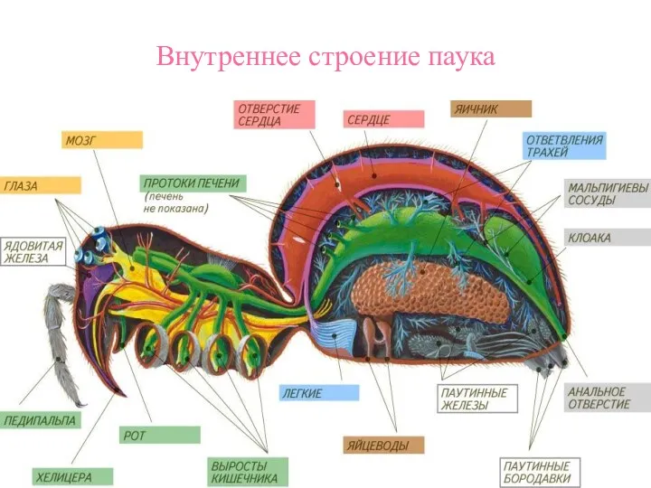 Внутреннее строение паука