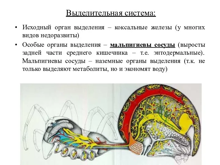 Выделительная система: Исходный орган выделения – коксальные железы (у многих