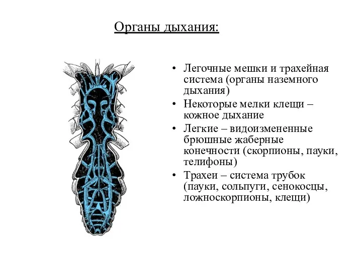 Органы дыхания: Легочные мешки и трахейная система (органы наземного дыхания)