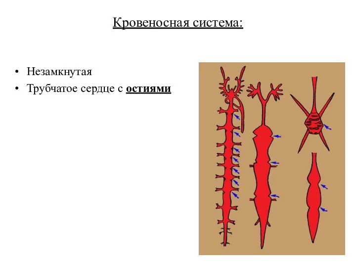 Кровеносная система: Незамкнутая Трубчатое сердце с остиями