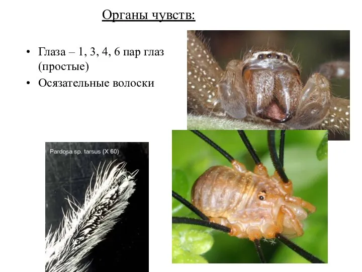 Органы чувств: Глаза – 1, 3, 4, 6 пар глаз (простые) Осязательные волоски