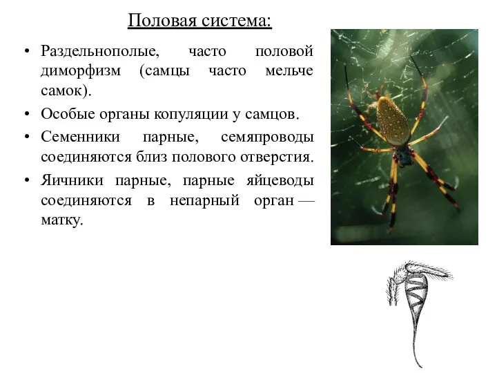 Половая система: Раздельнополые, часто половой диморфизм (самцы часто мельче самок).