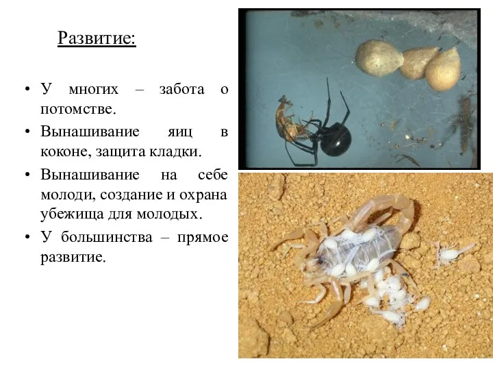 Развитие: У многих – забота о потомстве. Вынашивание яиц в