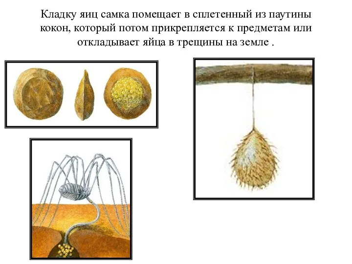 Кладку яиц самка помещает в сплетенный из паутины кокон, который