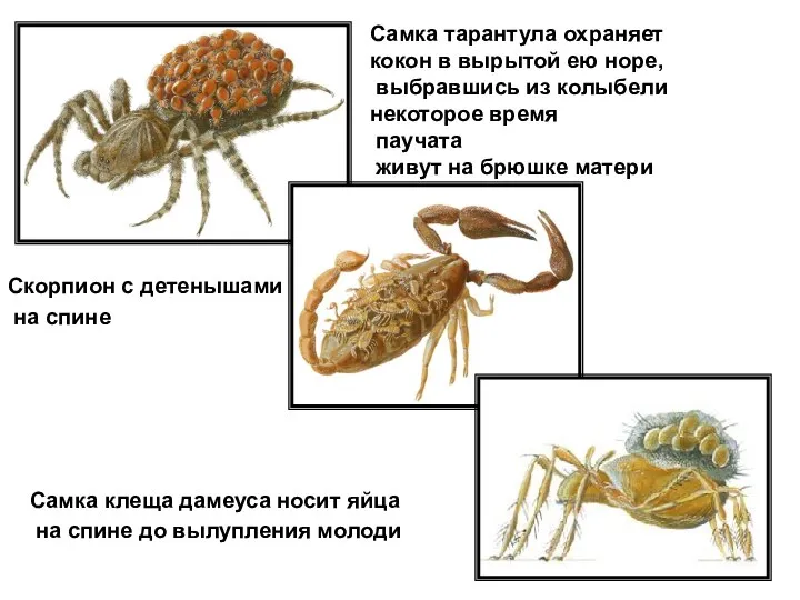 Самка тарантула охраняет кокон в вырытой ею норе, выбравшись из