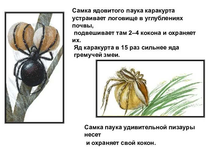 Самка ядовитого паука каракурта устраивает логовище в углублениях почвы, подвешивает