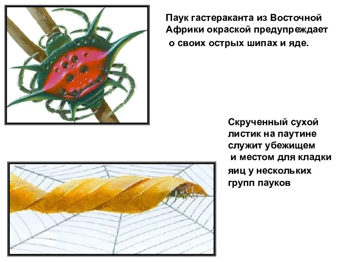 Паук гастераканта из Восточной Африки окраской предупреждает о своих острых