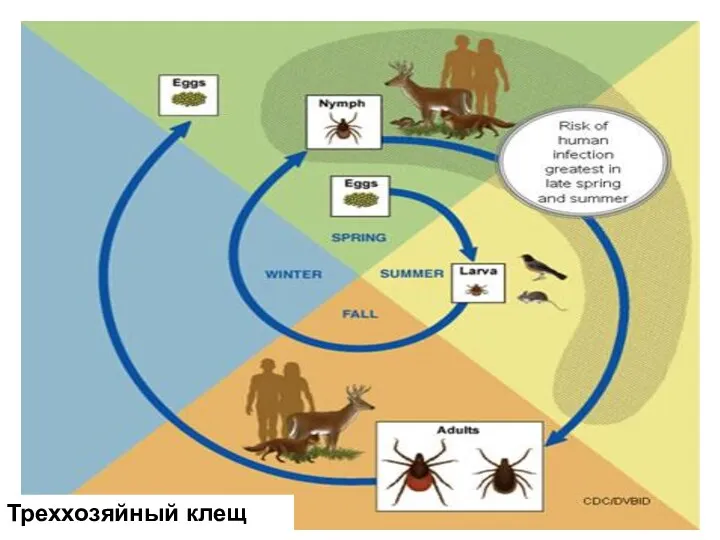 Треххозяйный клещ