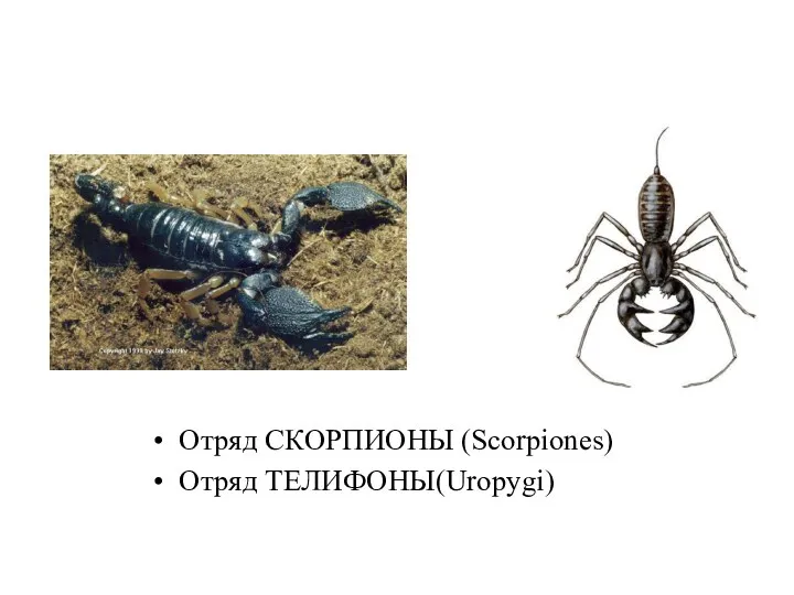 Отряд СКОРПИОНЫ (Scorpiones) Отряд ТЕЛИФОНЫ(Uropygi)