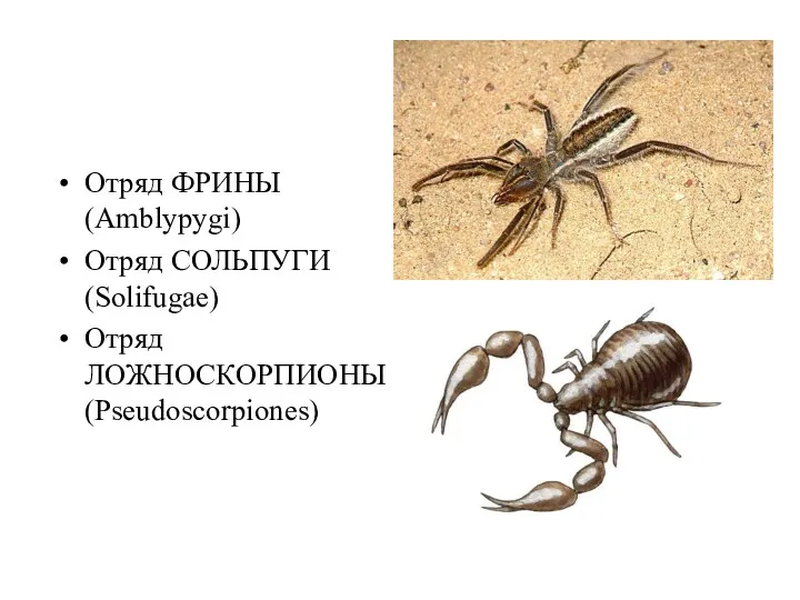 Отряд ФРИНЫ (Amblypygi) Отряд СОЛЬПУГИ (Solifugae) Отряд ЛОЖНОСКОРПИОНЫ (Pseudoscorpiones)