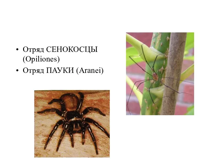 Отряд СЕНОКОСЦЫ (Opiliones) Отряд ПАУКИ (Aranei)