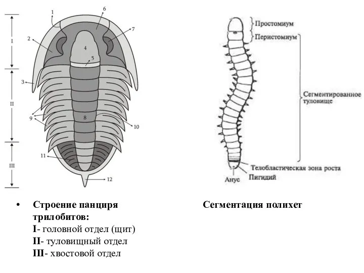 Строение панциря трилобитов: I- головной отдел (щит) II- туловищный отдел III- хвостовой отдел Сегментация полихет