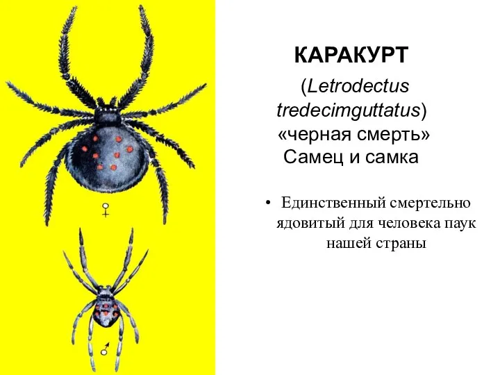 КАРАКУРТ (Letrodectus tredecimguttatus) «черная смерть» Самец и самка Единственный смертельно ядовитый для человека паук нашей страны