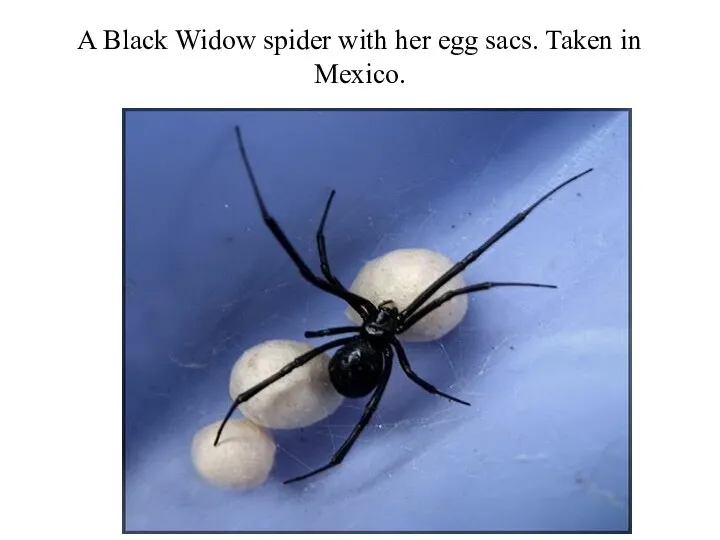 A Black Widow spider with her egg sacs. Taken in Mexico.