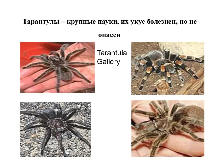 Тарантулы – крупные пауки, их укус болезнен, но не опасен Tarantula Gallery