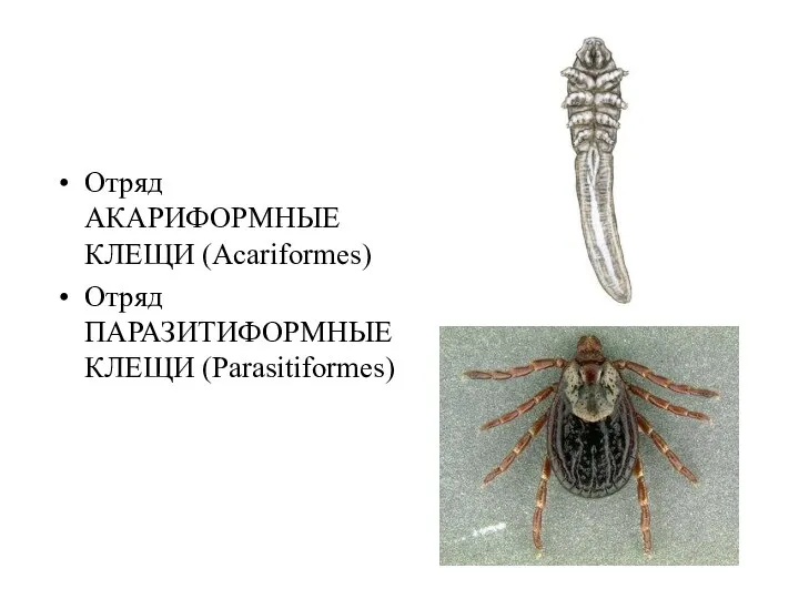 Отряд АКАРИФОРМНЫЕ КЛЕЩИ (Acariformes) Отряд ПАРАЗИТИФОРМНЫЕ КЛЕЩИ (Parasitiformes)