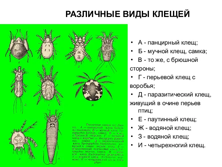 РАЗЛИЧНЫЕ ВИДЫ КЛЕЩЕЙ А - панцирный клещ; Б - мучной