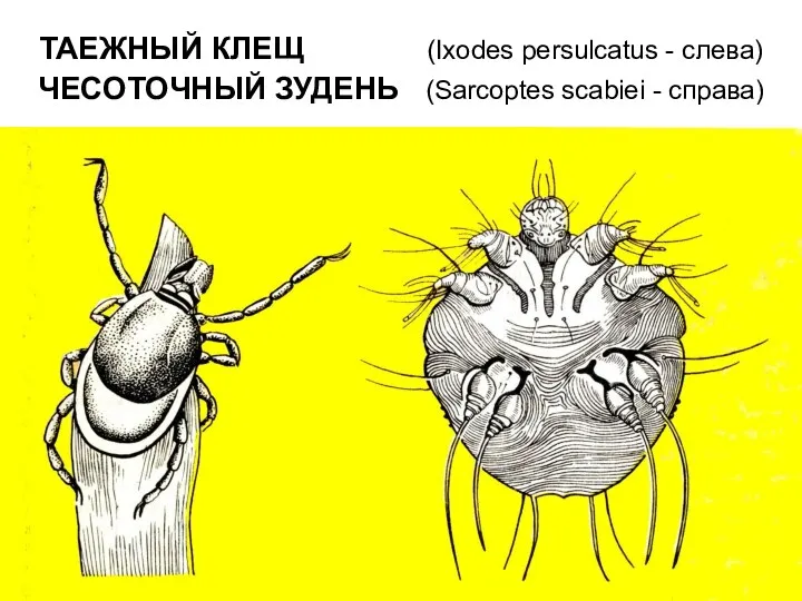 ТАЕЖНЫЙ КЛЕЩ (Ixodes persulcatus - слева) ЧЕСОТОЧНЫЙ ЗУДЕНЬ (Sarcoptes scabiei - справа)