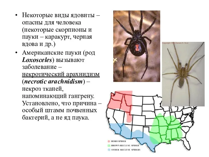 Некоторые виды ядовиты – опасны для человека (некоторые скорпионы и