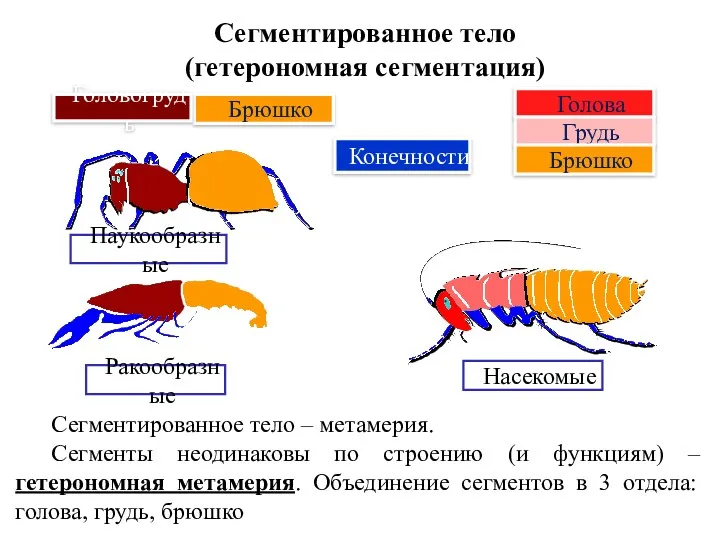 Сегментированное тело (гетерономная сегментация) Голова Брюшко Головогрудь Грудь Брюшко Насекомые