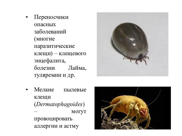 Переносчики опасных заболеваний (многие паразитические клещи) – клещевого энцефалита, болезни