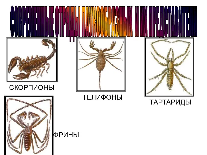 СОВРЕМЕННЫЕ ОТРЯДЫ ПАУКООБРАЗНЫХ И ИХ ПРЕДСТАВИТЕЛИ СКОРПИОНЫ ТЕЛИФОНЫ ТАРТАРИДЫ ФРИНЫ