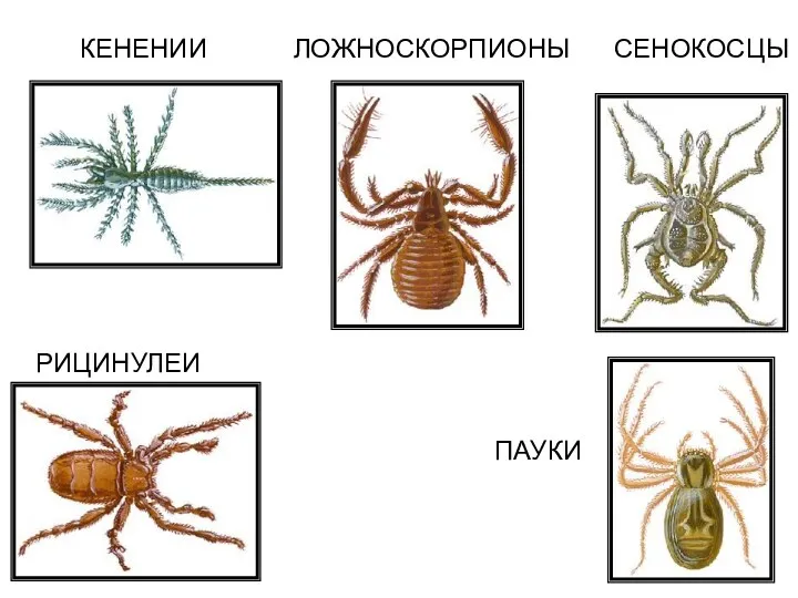 КЕНЕНИИ ЛОЖНОСКОРПИОНЫ СЕНОКОСЦЫ РИЦИНУЛЕИ ПАУКИ