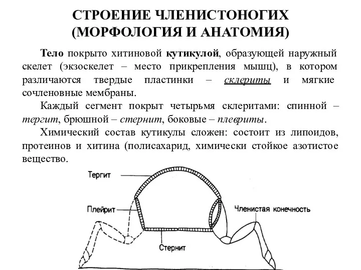 СТРОЕНИЕ ЧЛЕНИСТОНОГИХ (МОРФОЛОГИЯ И АНАТОМИЯ) Тело покрыто хитиновой кутикулой, образующей