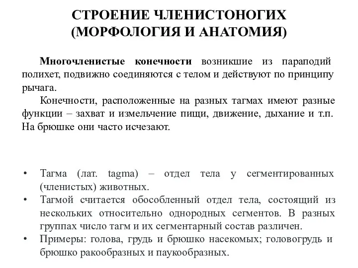 СТРОЕНИЕ ЧЛЕНИСТОНОГИХ (МОРФОЛОГИЯ И АНАТОМИЯ) Многочленистые конечности возникшие из параподий