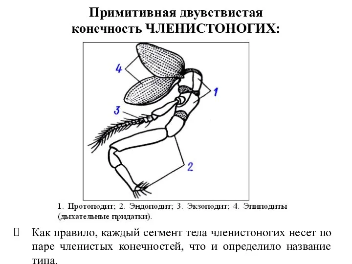 Примитивная двуветвистая конечность ЧЛЕНИСТОНОГИХ: Как правило, каждый сегмент тела членистоногих