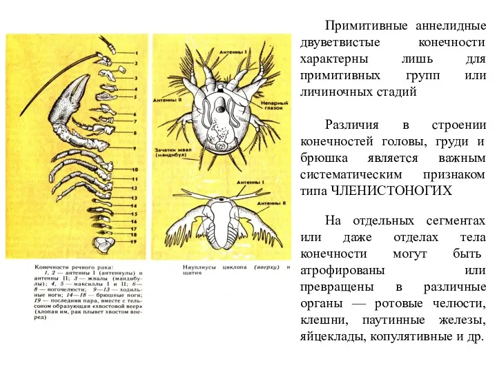 Примитивные аннелидные двуветвистые конечности характерны лишь для примитивных групп или