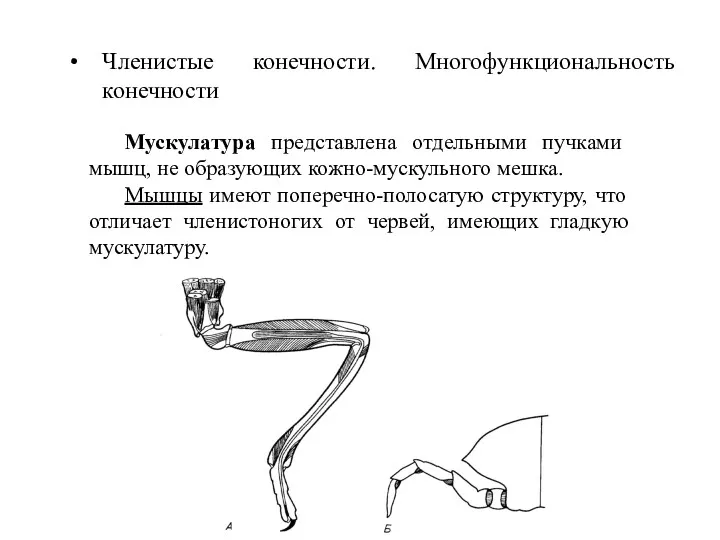 Членистые конечности. Многофункциональность конечности Мускулатура представлена отдельными пучками мышц, не