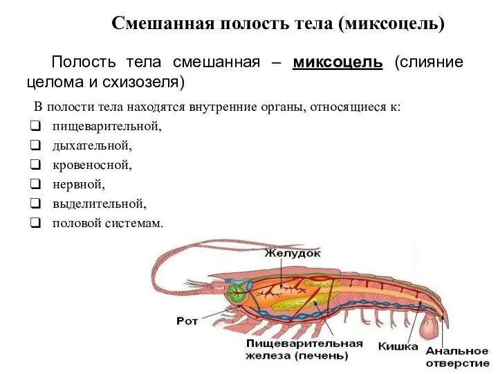 Смешанная полость тела (миксоцель) В полости тела находятся внутренние органы,