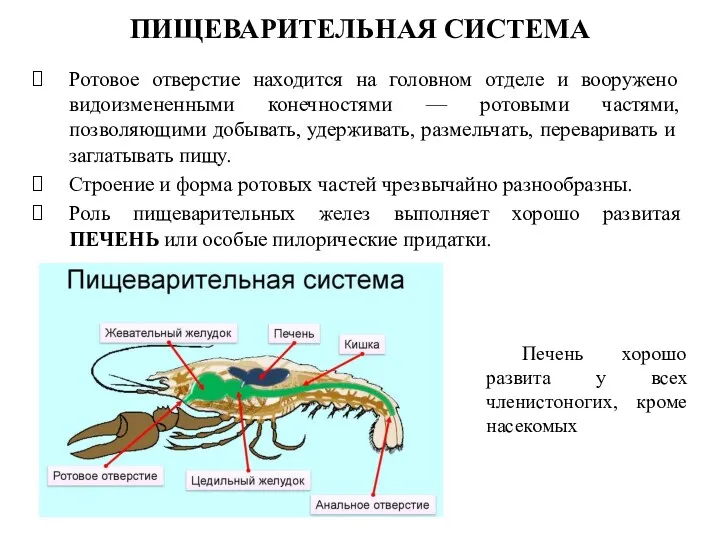 Ротовое отверстие находится на головном отделе и вооружено видоизмененными конечностями