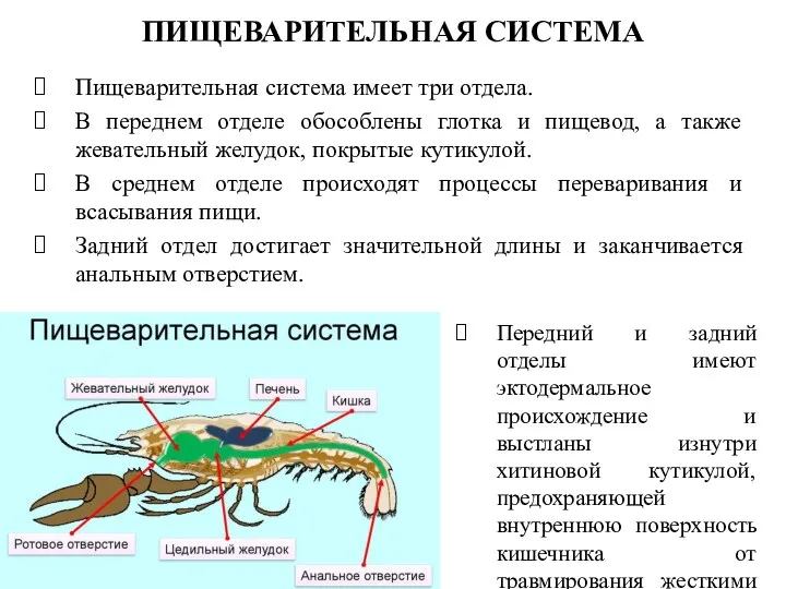 Пищеварительная система имеет три отдела. В переднем отделе обособлены глотка