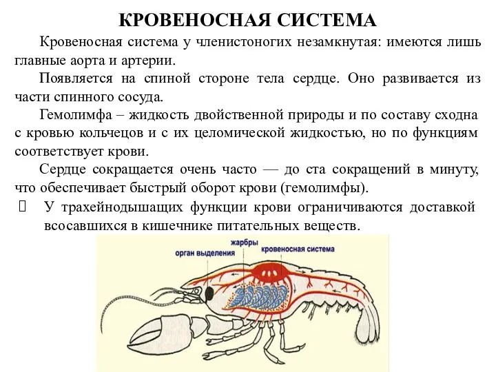 КРОВЕНОСНАЯ СИСТЕМА Кровеносная система у членистоногих незамкнутая: имеются лишь главные