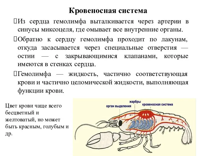 Кровеносная система Из сердца гемолимфа выталкивается через артерии в синусы