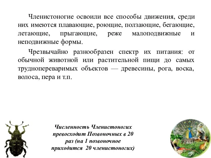 Численность Членистоногих превосходит Позвоночных в 20 раз (на 1 позвоночное