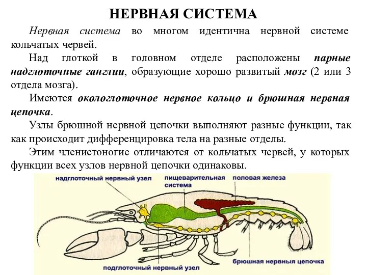 НЕРВНАЯ СИСТЕМА Нервная система во многом идентична нервной системе кольчатых