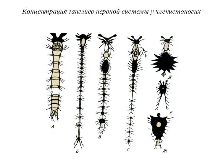 Концентрация ганглиев нервной системы у членистоногих