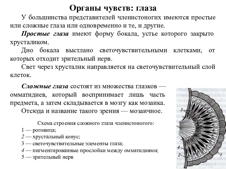 Органы чувств: глаза У большинства представителей членистоногих имеются простые или