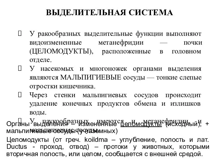 ВЫДЕЛИТЕЛЬНАЯ СИСТЕМА У ракообразных выделительные функции выполняют видоизмененные метанефридии —