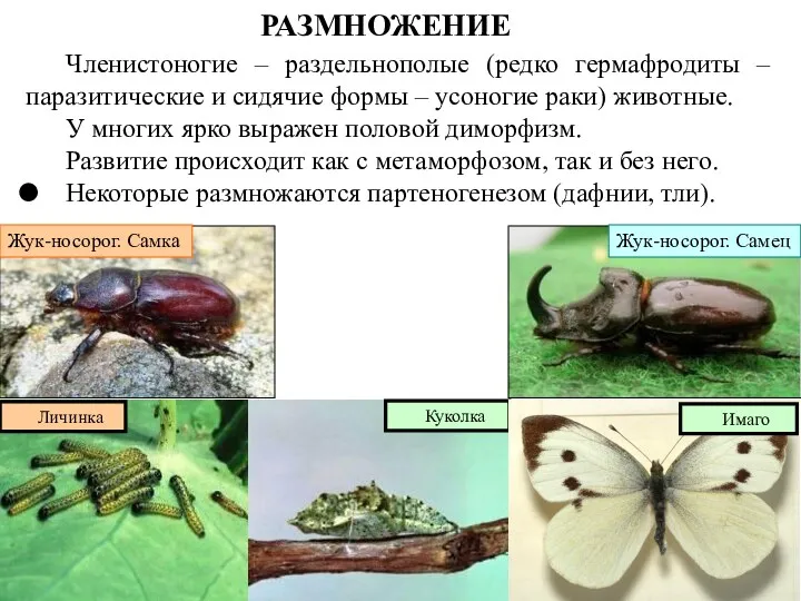 Жук-носорог. Самка Жук-носорог. Самец Личинка Куколка Членистоногие – раздельнополые (редко