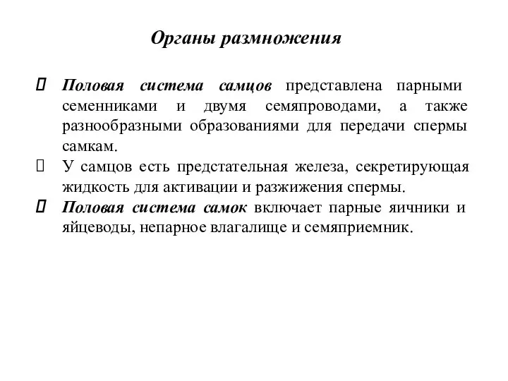 Половая система самцов представлена парными семенниками и двумя семяпроводами, а