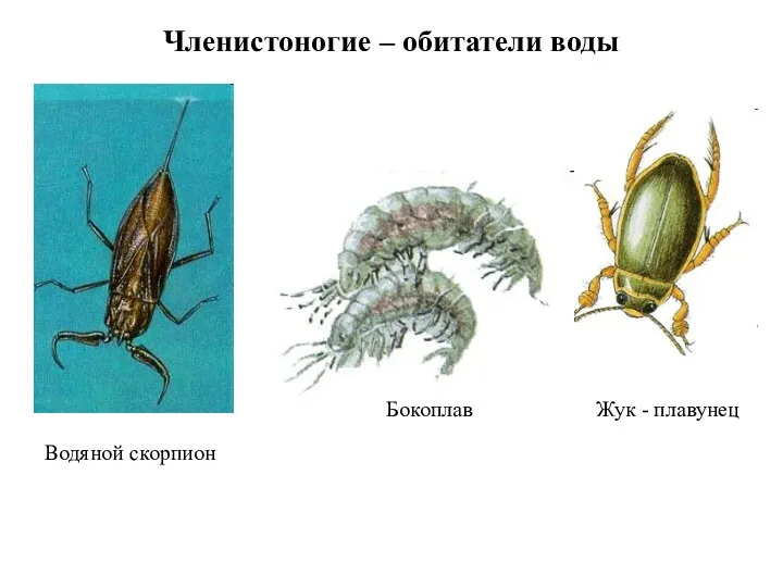 Членистоногие – обитатели воды Водяной скорпион Жук - плавунец Бокоплав