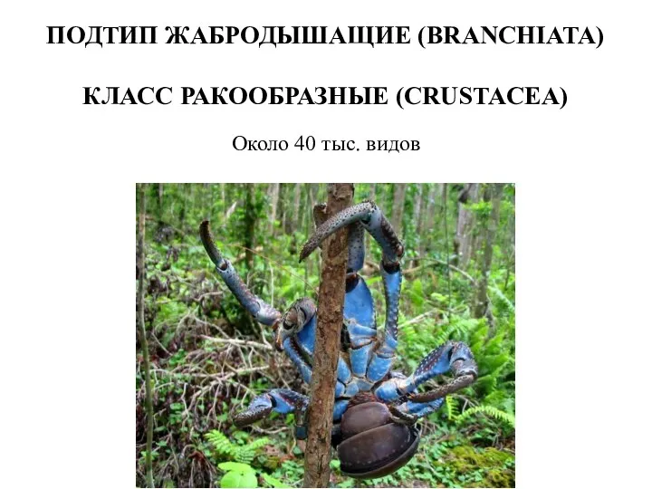 ПОДТИП ЖАБРОДЫШАЩИЕ (BRANCHIATA) КЛАСС РАКООБРАЗНЫЕ (CRUSTACEA) Около 40 тыс. видов