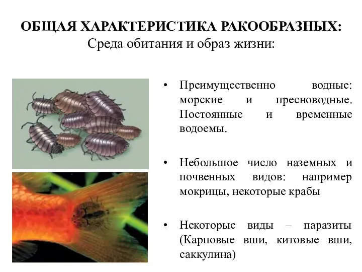 ОБЩАЯ ХАРАКТЕРИСТИКА РАКООБРАЗНЫХ: Среда обитания и образ жизни: Преимущественно водные: