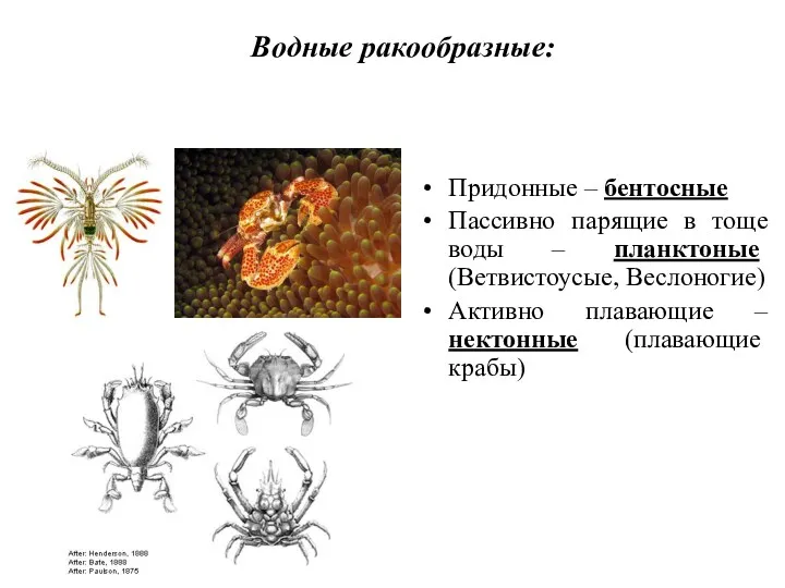 Водные ракообразные: Придонные – бентосные Пассивно парящие в тоще воды